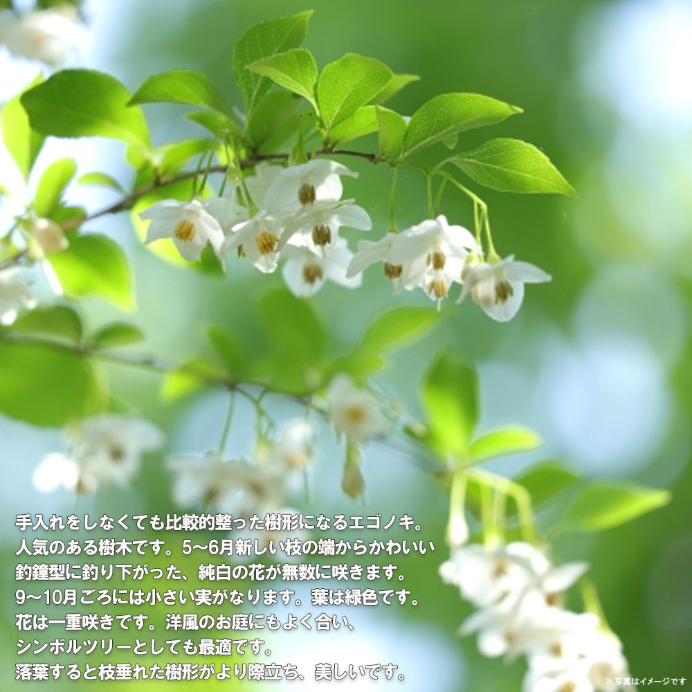 エゴノキ シダレエゴノキ（白花） 2