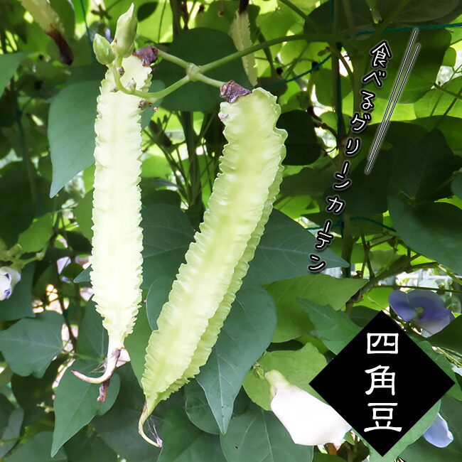 四角豆 しかくまめ 