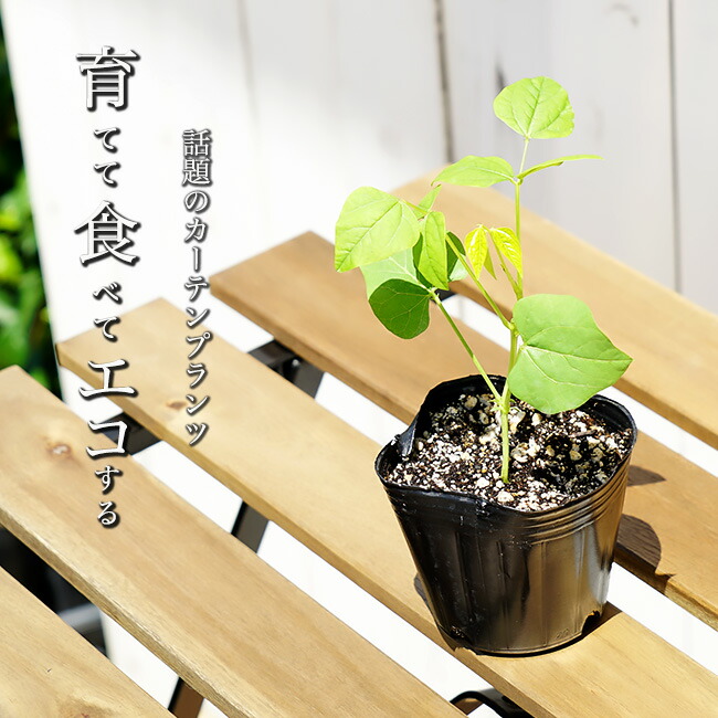 四角豆 しかくまめ 2