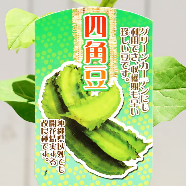 四角豆 しかくまめ 1