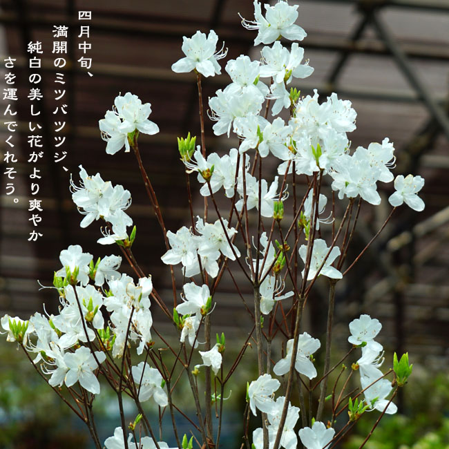 白花ミツバツツジ