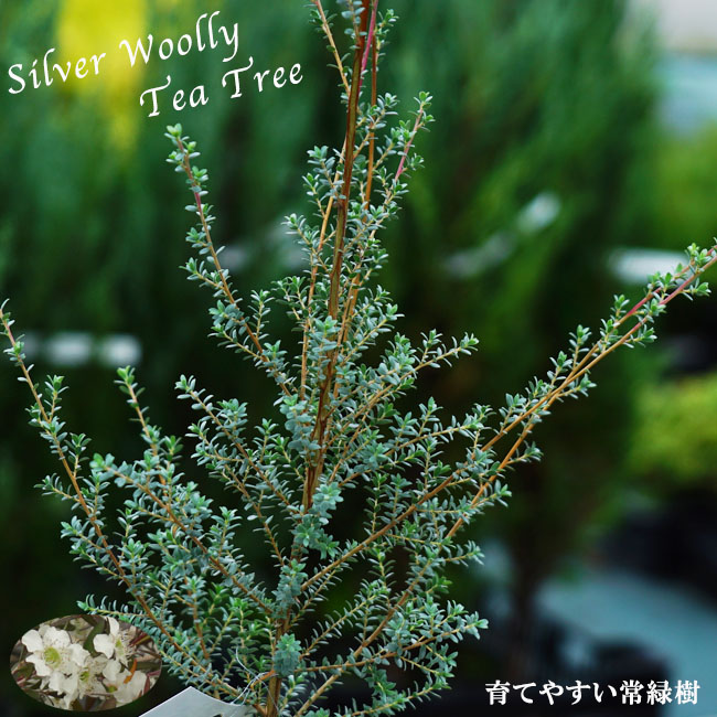 レプトスペルマム シルバーウーリーティーツリー 苗 販売 苗木部 By 花