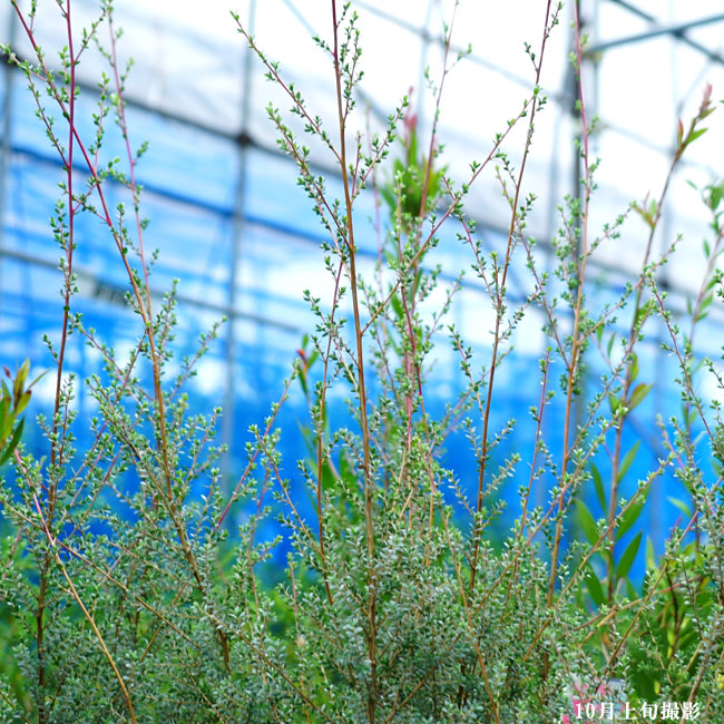 シルバーウーリーティーツリー　レプトスペルマム　