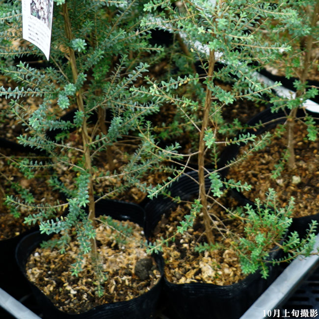 シルバーウーリーティーツリー　レプトスペルマム　