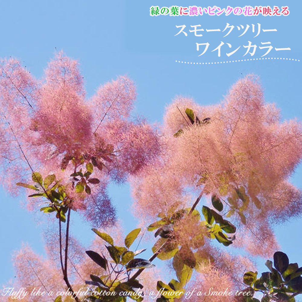 スモークツリー ワインカラー 4