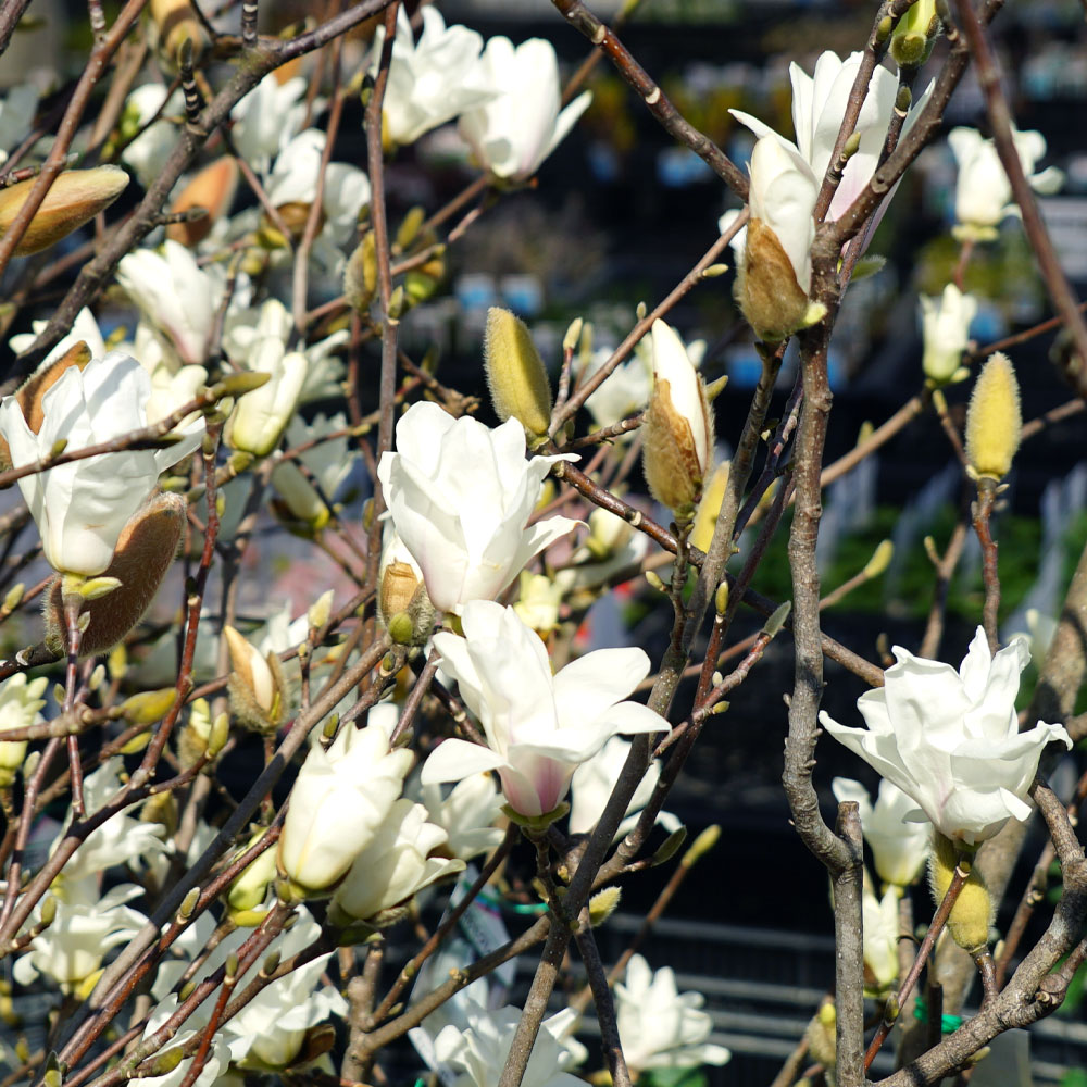 モクレン スノーホワイト 2