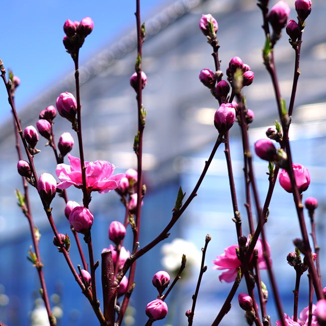 ハナモモ 照手桃 箒桃（ほうきもも） 苗 販売 苗木部 By 花ひろば