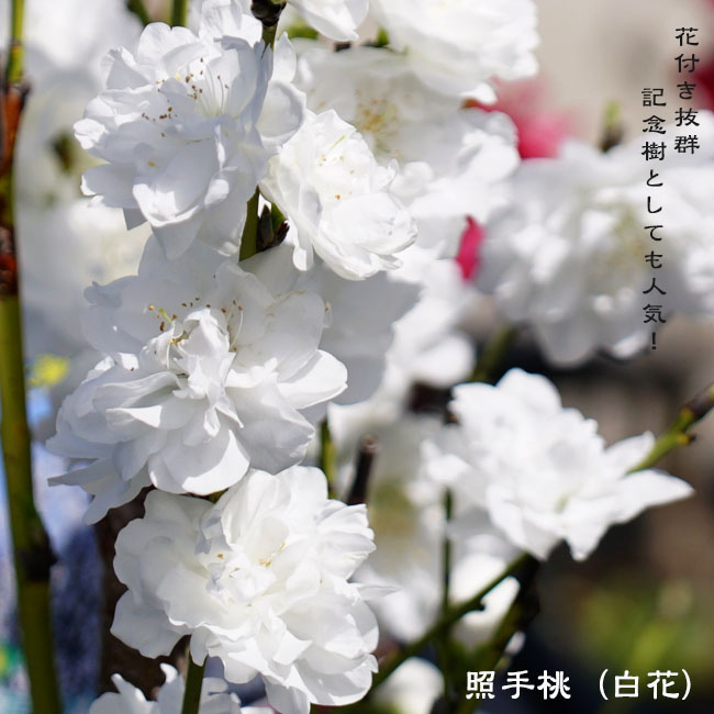 ハナモモ 照手白 