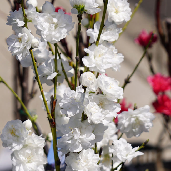 ハナモモ 照手白 