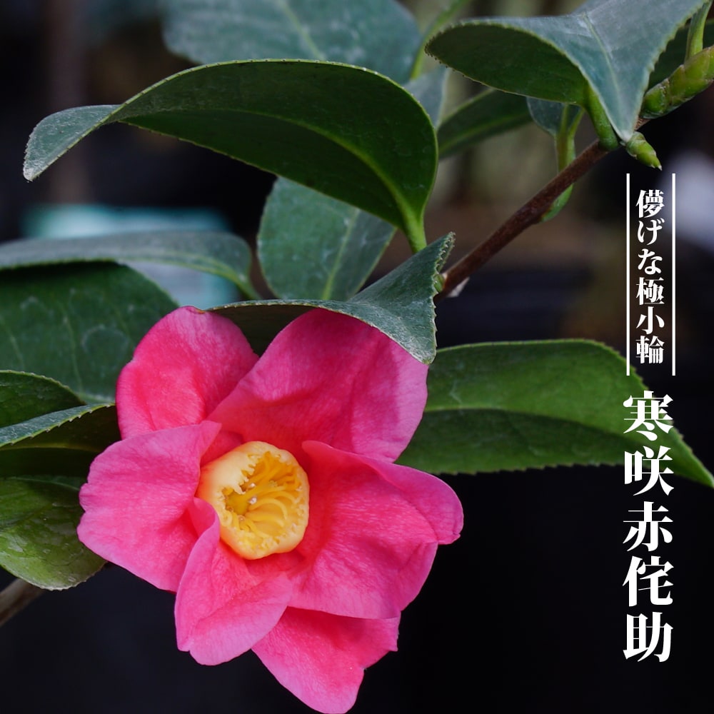   ツバキ　寒咲赤侘助
