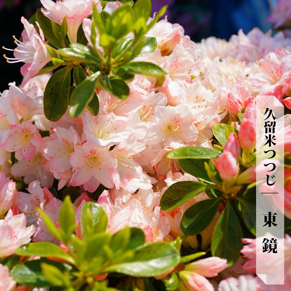 ツツジ 東鏡 