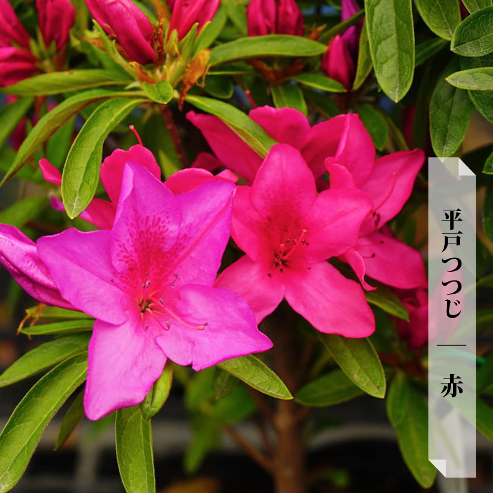 ツツジ 赤 