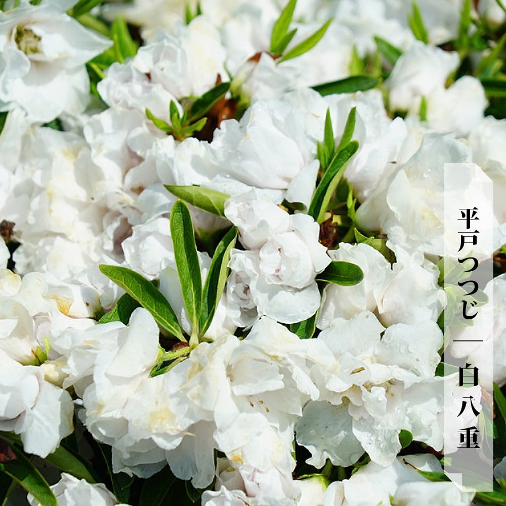 ツツジ 白八重 