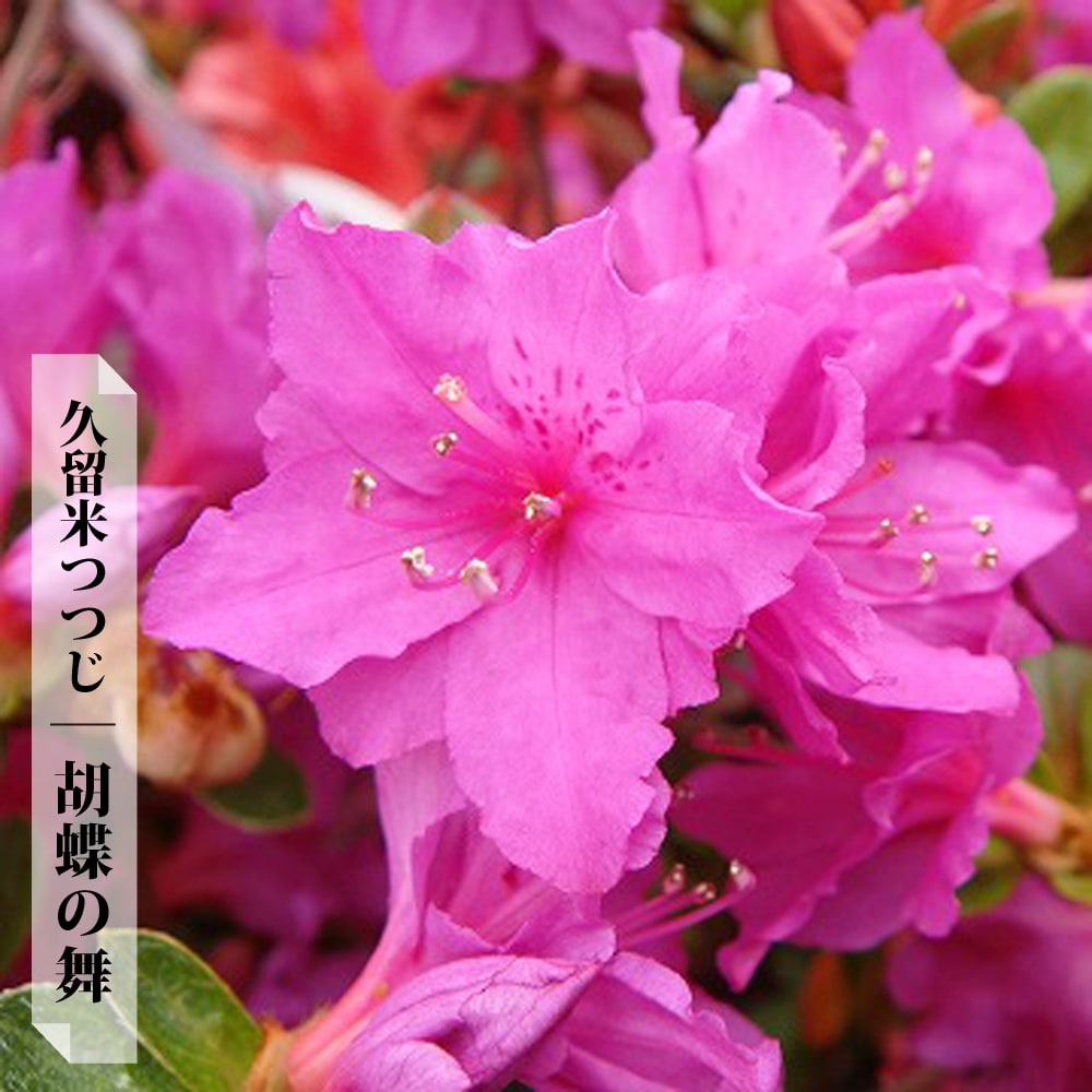 ツツジ 胡蝶の舞 