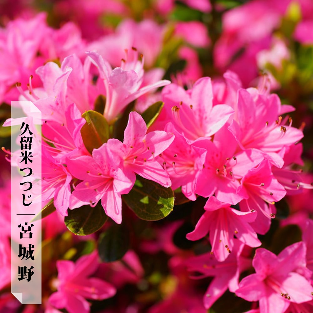 ツツジ 宮城野 