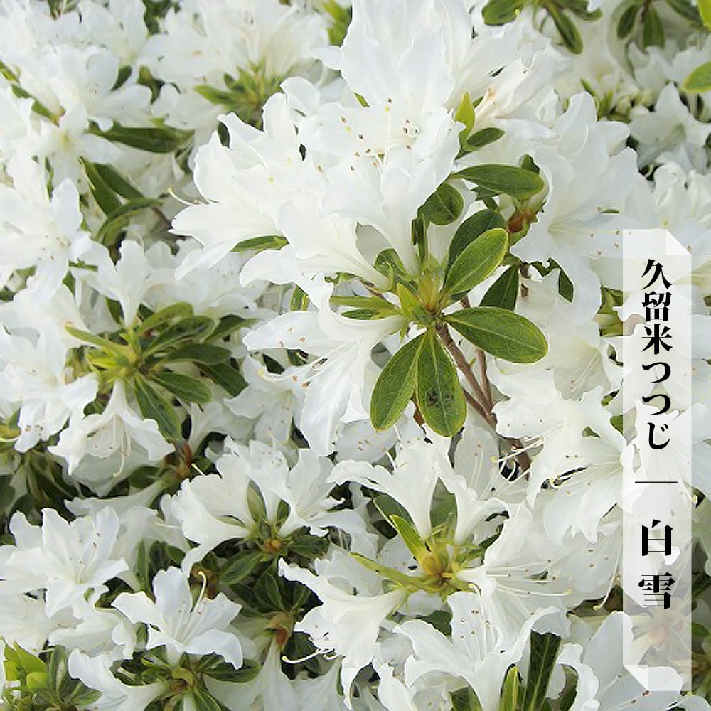 ツツジ 白雪 