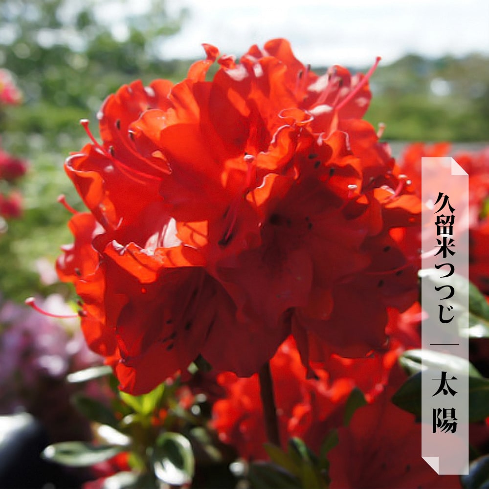 ツツジ 太陽 