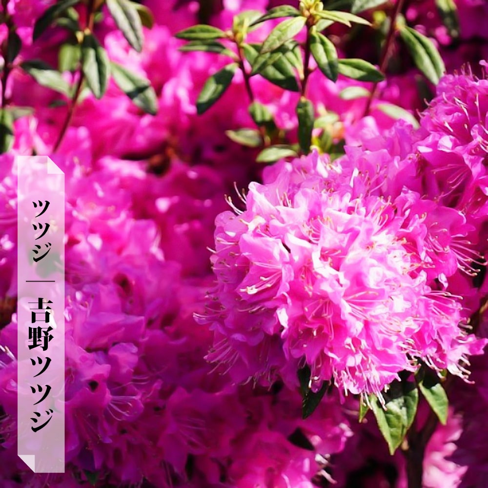ツツジ 吉野ツツジ 