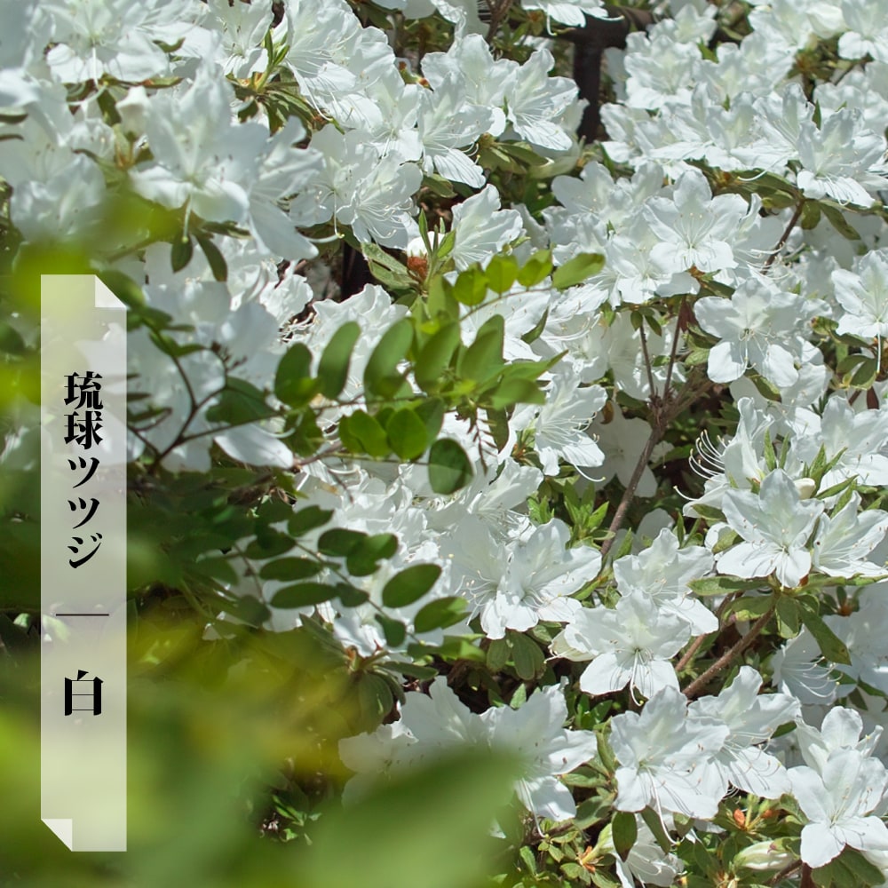 ツツジ 琉球ツツジ 