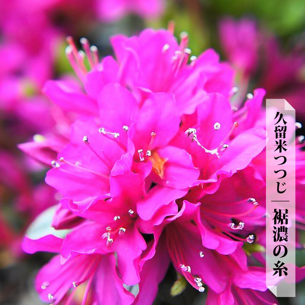 ツツジ 裾濃の糸 