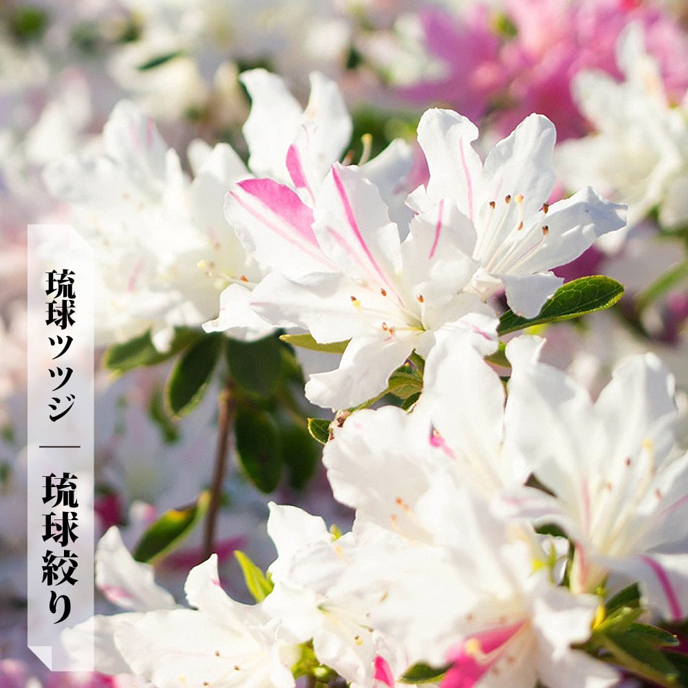 【琉球絞り】 リュウキュウツツジ