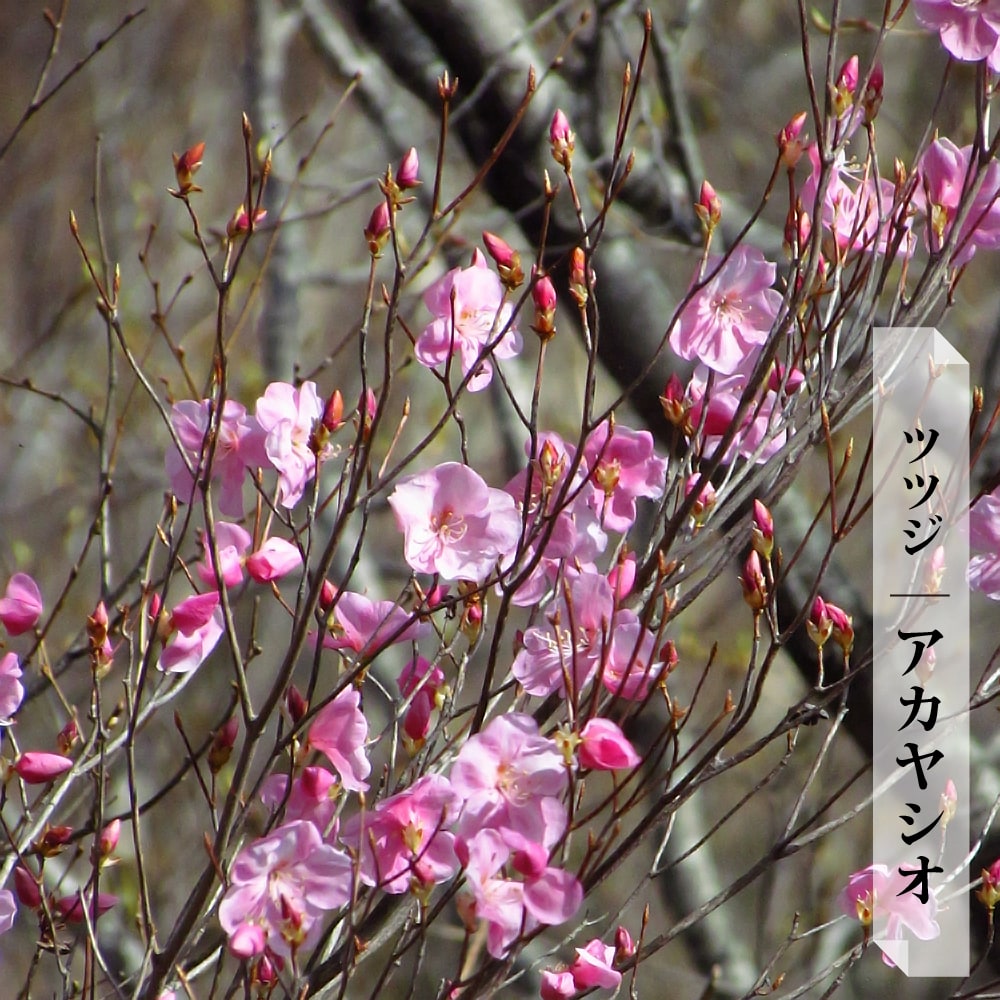 ヤシオツツジ　アカヤシオ