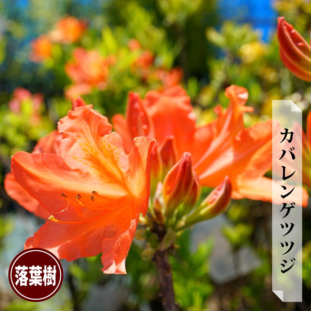 ツツジ カバレンゲツツジ 