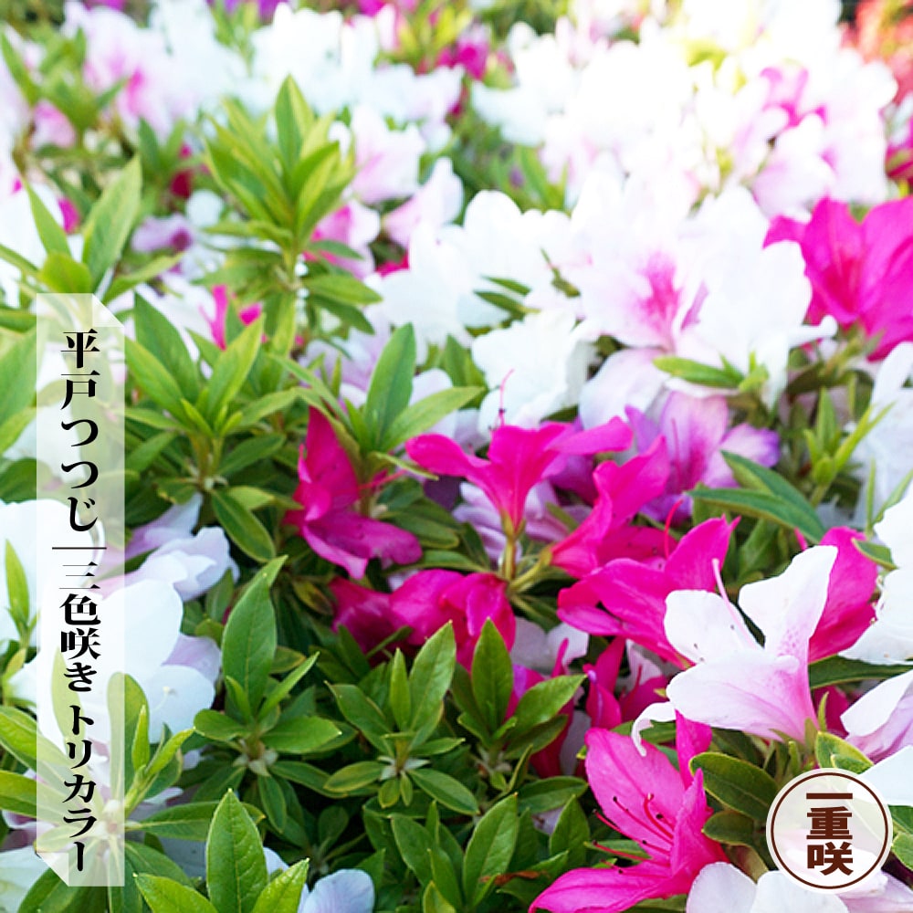 ツツジ 平戸ツツジ 一重 三色咲き トリカラー 苗 販売 苗木部 By 花