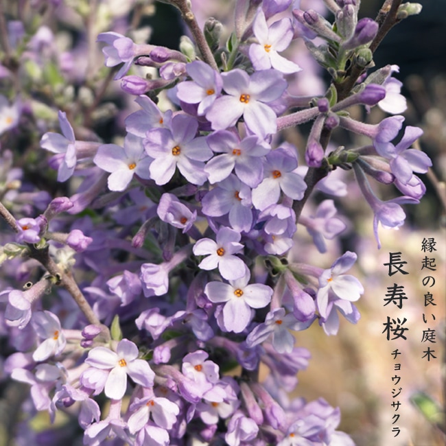 長寿桜