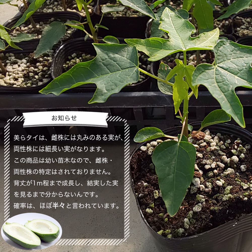 パパイヤ 美らタイ 4