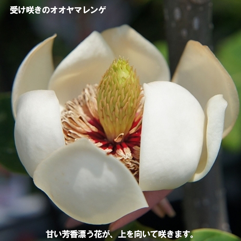 オオヤマレンゲ ウケザキオオヤマレンゲ 