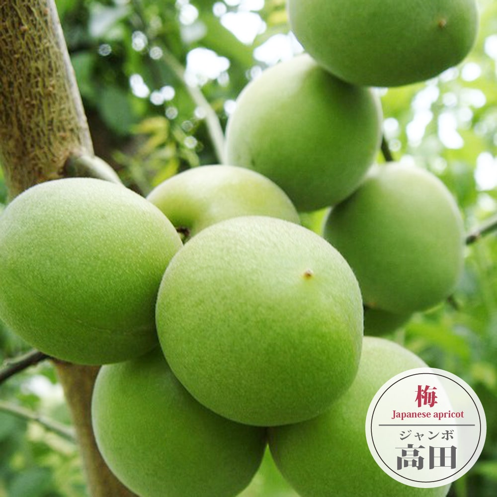ウメ ジャンボ高田 3