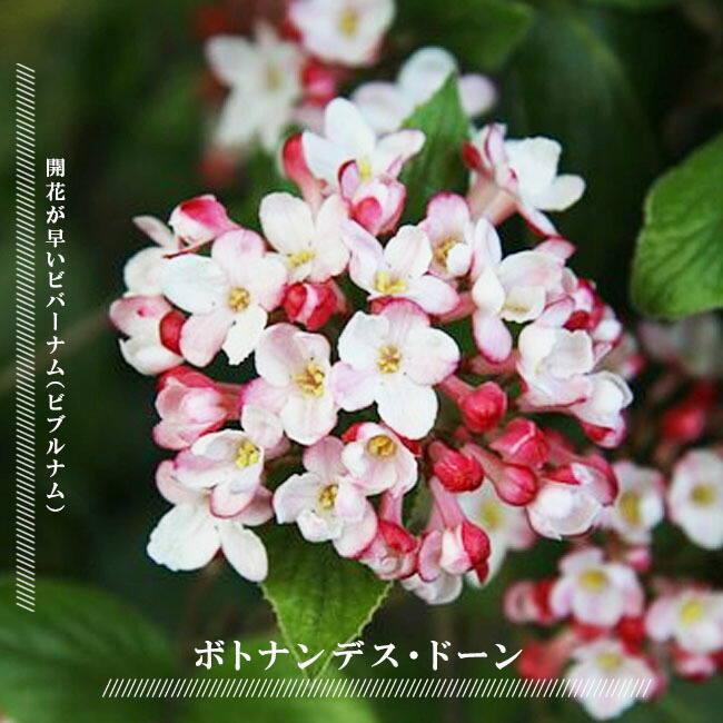 ビバーナム ボトナンデスドーン 1