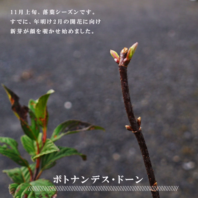 ビバーナム ボトナンデスドーン 2