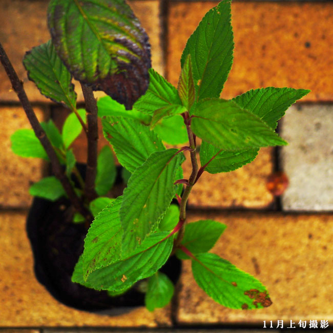 ビバーナム ボトナンデスドーン 3