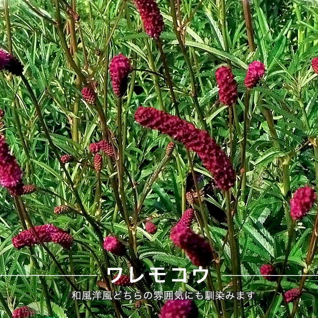 ワレモコウ ワレモコウ 