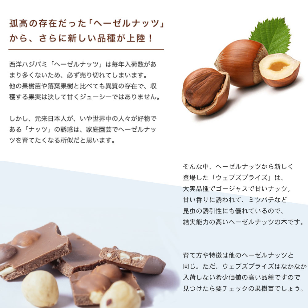 ヘーゼルナッツ ウェブズプライズ 1