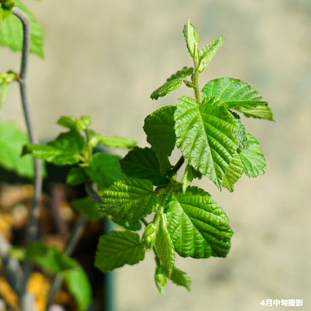 ヘーゼルナッツ ウェブズプライズ 苗 販売 苗木部 By 花ひろばオンライン