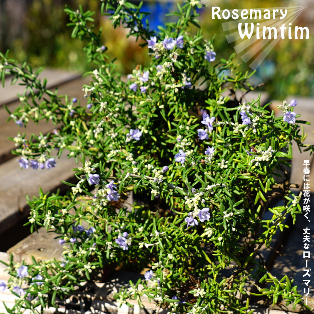 ローズマリー wimtim 