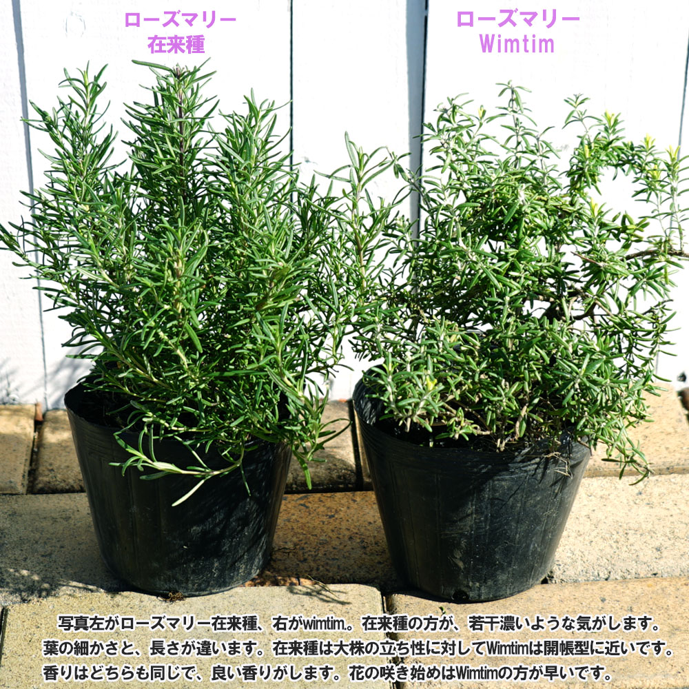 ローズマリー wimtim 1