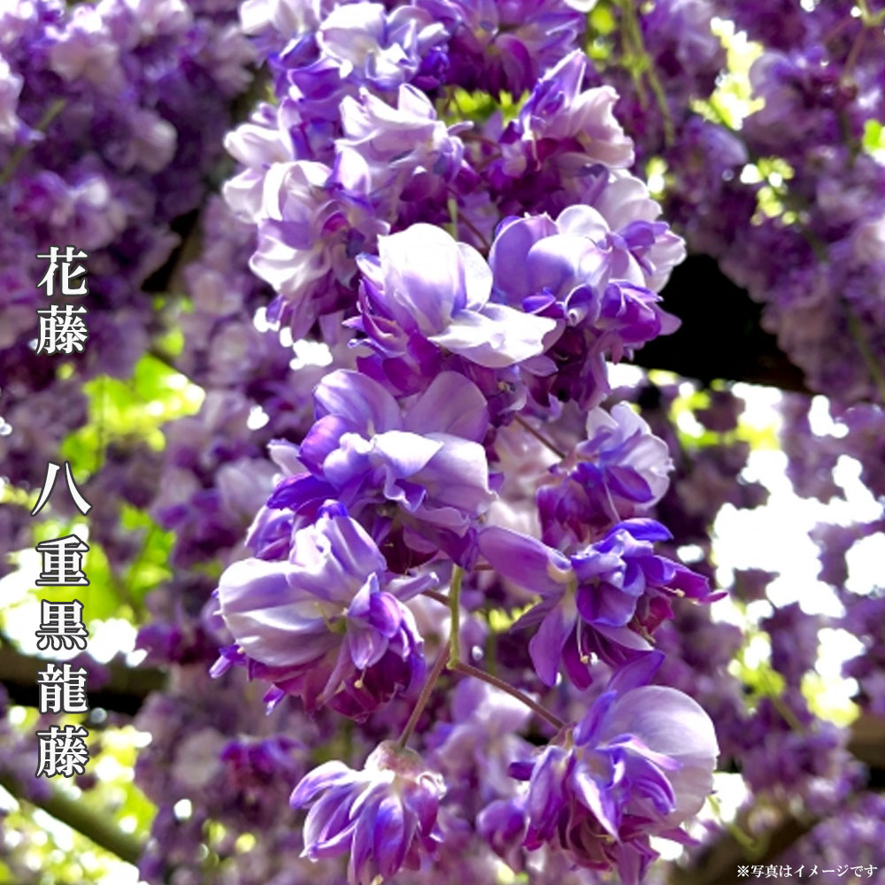 八重黒龍藤