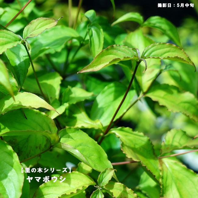 ヤマボウシの新緑