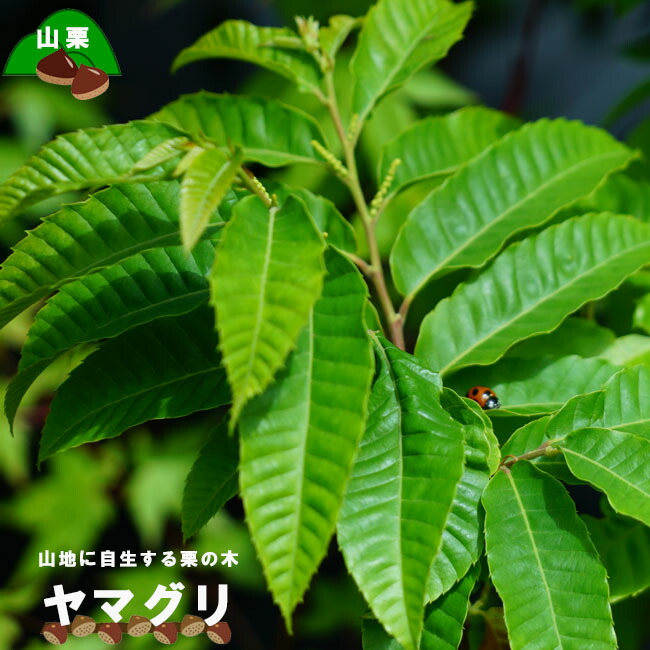 ヤマグリ