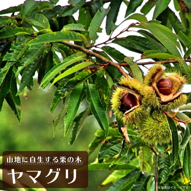 ヤマグリ（山栗・柴栗） 