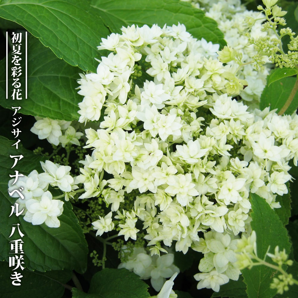 アジサイ 八重咲きアナベル 