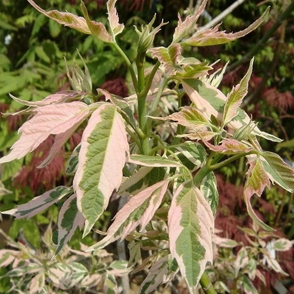 ネグンドカエデ フラミンゴ 苗 販売 苗木部 By 花ひろばオンライン