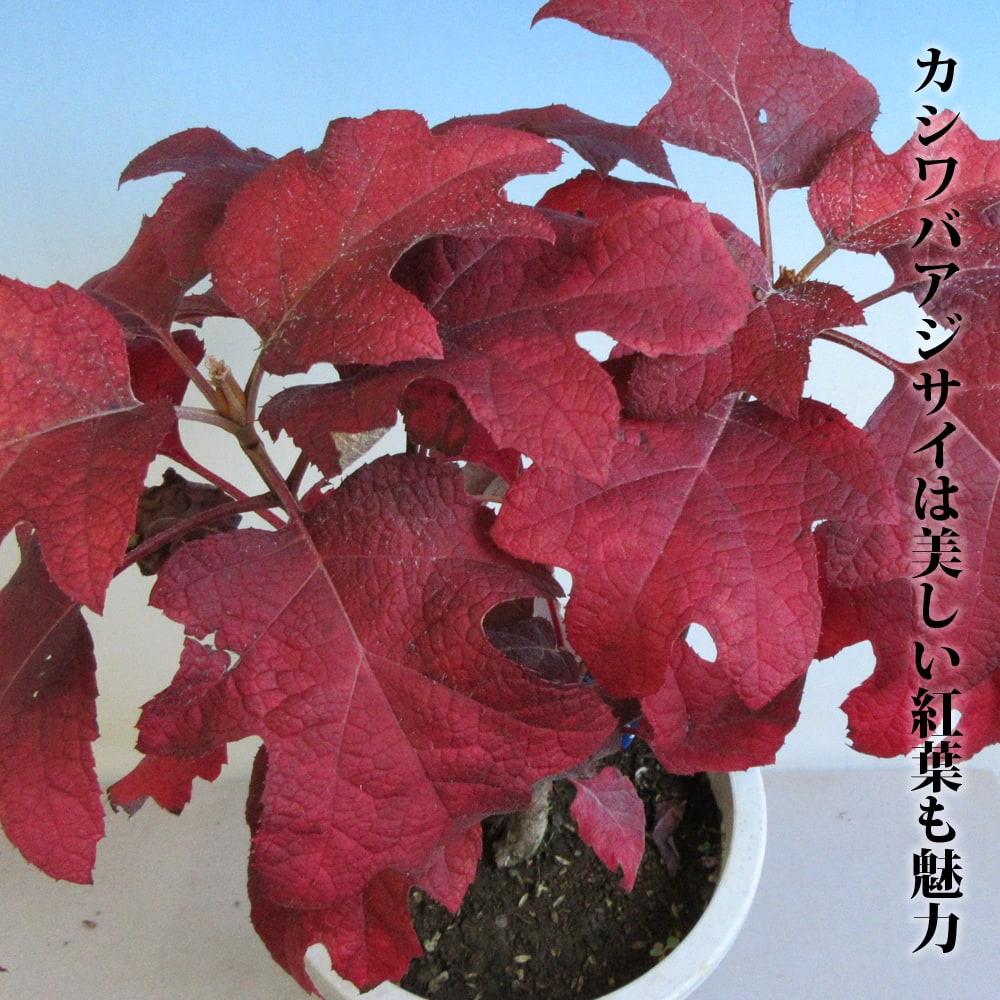 カシワバアジサイの紅葉