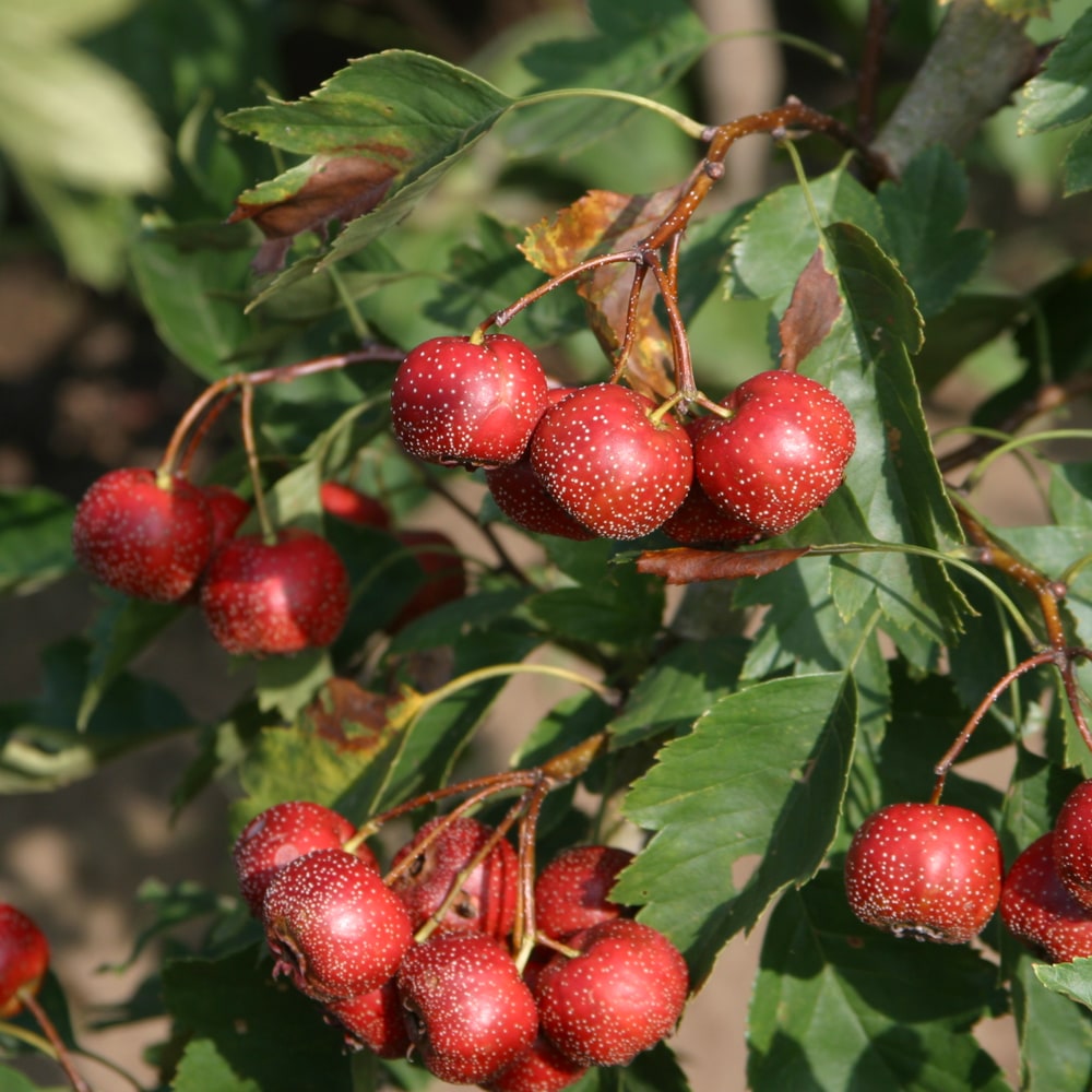 サンザシ 西安 3