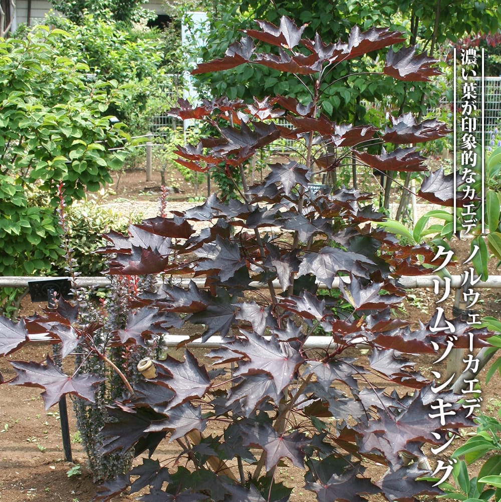 ノルウェーカエデ  クリムゾンキング 