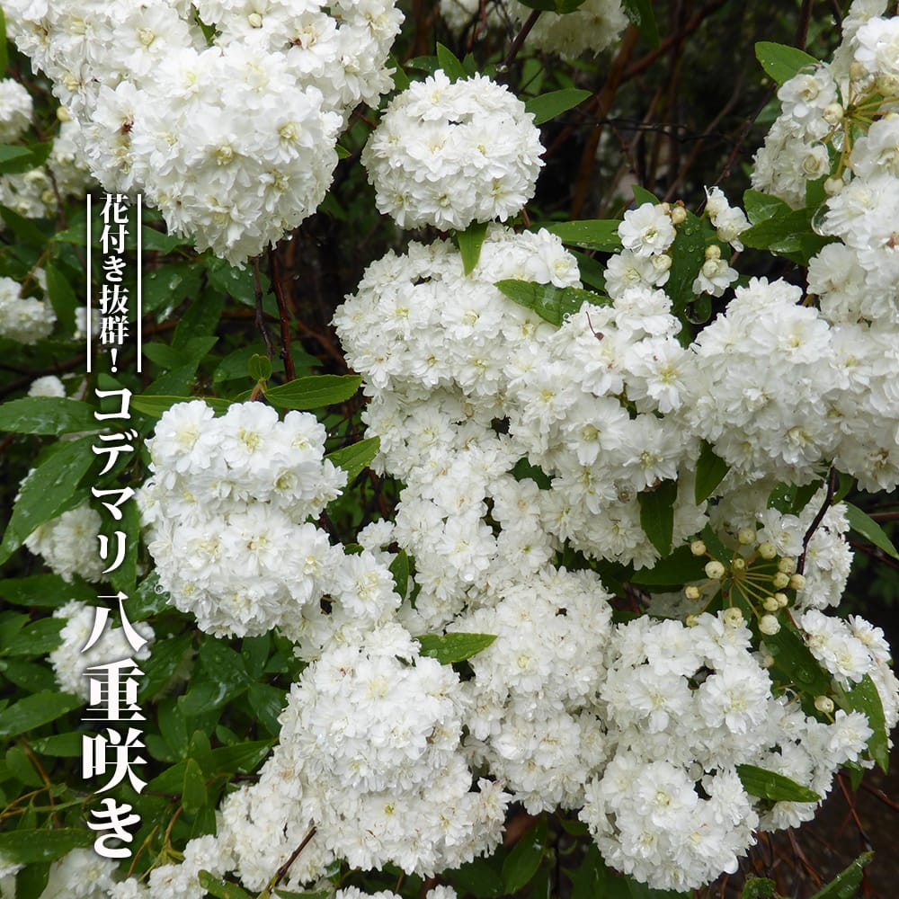 コデマリ 八重 